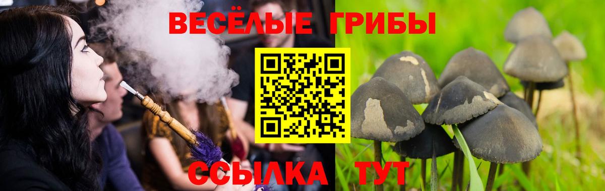 Псилоцибиновые грибы Psilocybine cubensis Елец
